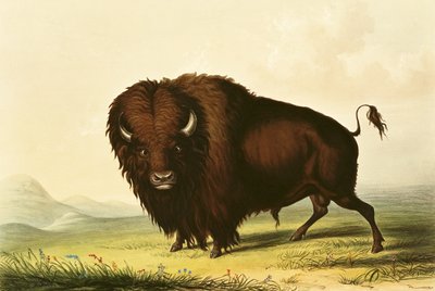 Ein Bison, ca. 1832 von George Catlin